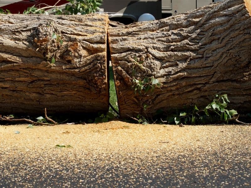 A large tree trunk cut in half lies on the ground, surrounded by sawdust. Branches with green leaves remain attached, evoking recent attention from a Lehigh County tree company. The background features blurred vehicles.