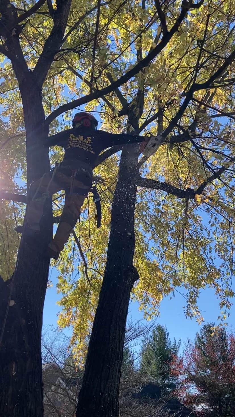 Tree Trimming in Lehigh County, PA