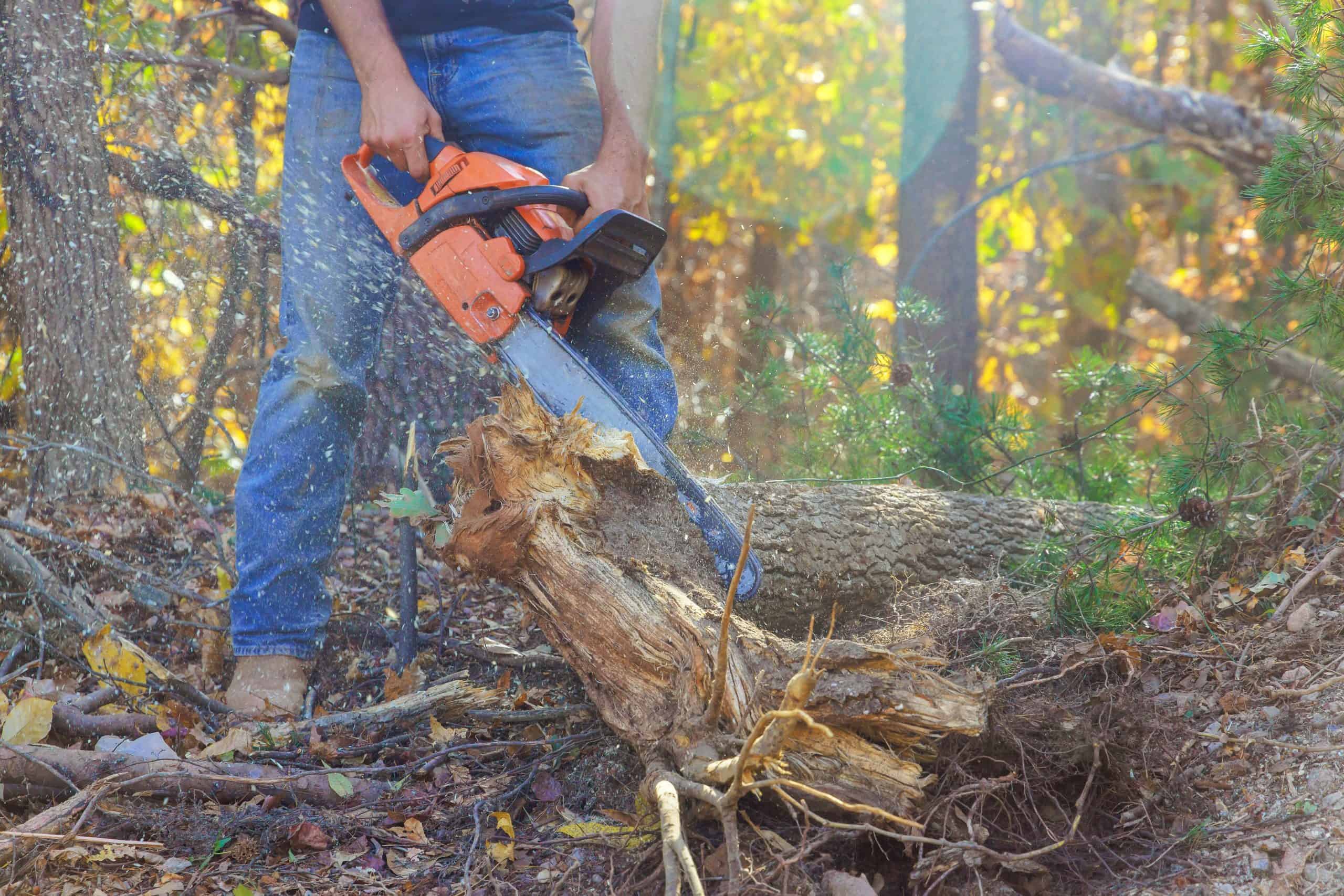 A person expertly cuts a fallen tree trunk with an orange chainsaw, showcasing the finesse of tree service Lehigh County. Sawdust flies as it slices through the wood. In the background, trees with autumn foliage create a picturesque scene. The person is clad in jeans and brown shoes.