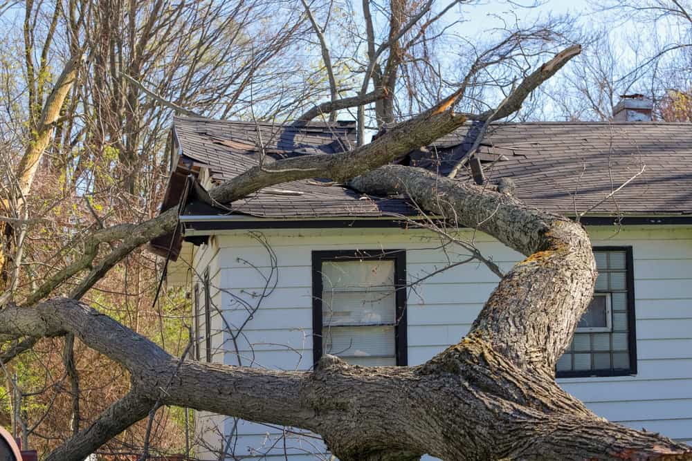 A large tree has fallen onto the roof of a white house, causing visible damage to the shingles and structure. The branches and trunk cover much of the roof and the area around the house.