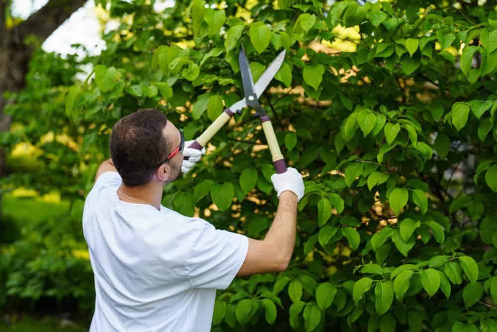A man wearing a white shirt and gloves uses hedge shears to trim green foliage on a bush or tree in a garden.